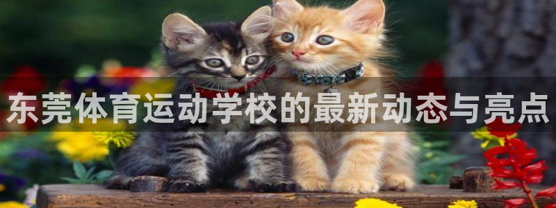 凯发官网下载招商电话地址：东莞体育运动学校的最新动态